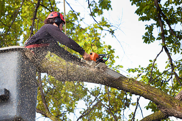 How Our Tree Care Process Works  in  Curtice, OH