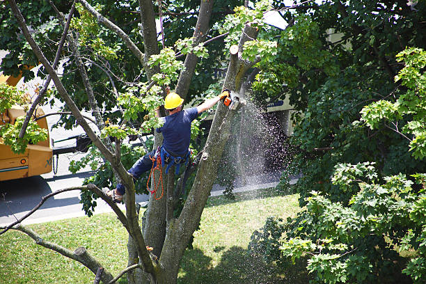 Trusted Curtice, OH Tree Services Experts